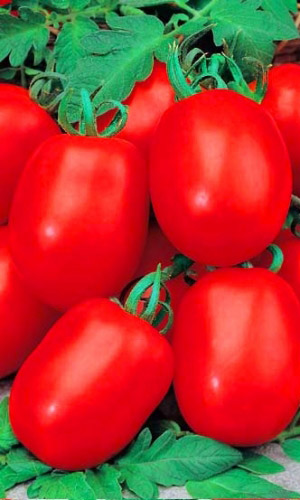 Томат_Борец_20_шт._Уральский Дачник