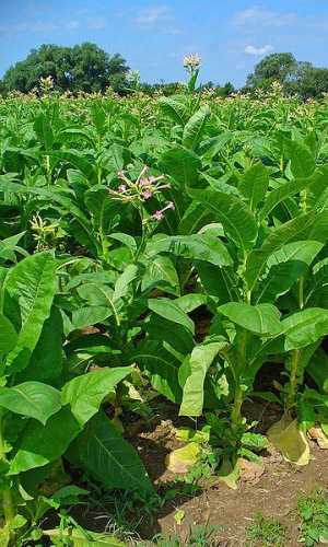 Табак курительный (махорка)_Вирджиния_0_г._Уральский Дачник