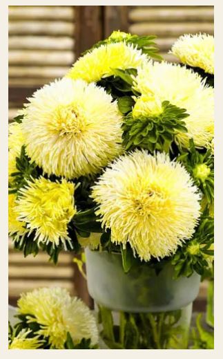 Астра_Краллен Голд (коготковая)_0,2_г._Уральский Дачник