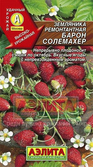 Земляника_Барон Солемахер_0_г._Аэлита
