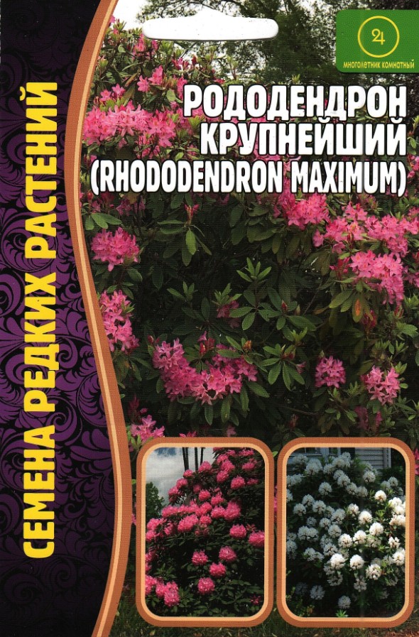 Рододендрон_Крупнейший б/ф_0,01_г._Григорьев