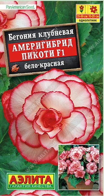 Бегония_Америгибрид F1 Пикоти Бело-Красная (гофрированная) (клубн)_5_шт._Аэлита