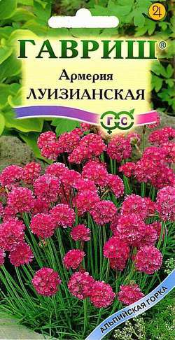 Армерия_Луизианская_0_г._Гавриш