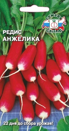 Редис_Анжелика_3_г._Седек
