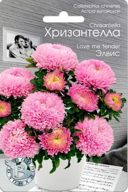 Астра_Хризантелла Элвис_0,04_шт._Биотехника