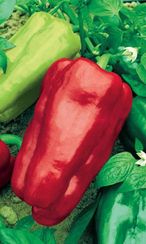 Перец_Уральский Толстостенный F1_20_шт._Уральский Дачник