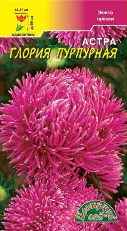 Астра_Глория пурпурная (хризантемовидная)_0,2_г._Цветущий Сад