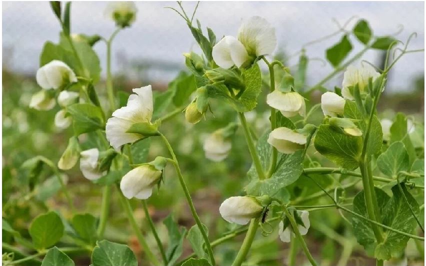 Горох посевной ( вес.) кг