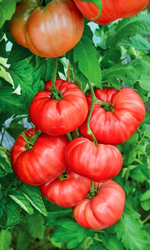 Томат_Сахарная голова_12_шт._Уральский Дачник