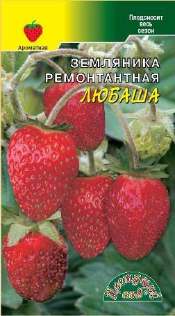 Земляника_Любаша_0_г._Цветущий Сад