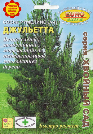 Сосна_Джульетта румелийская б/ф_0,5_г._Аэлита Э