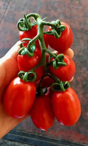 Томат_Саша (черри) F1_12_шт._Уральский Дачник