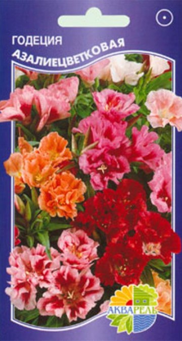 Годеция_Азалиецветковая см_0,1_г._Акварель