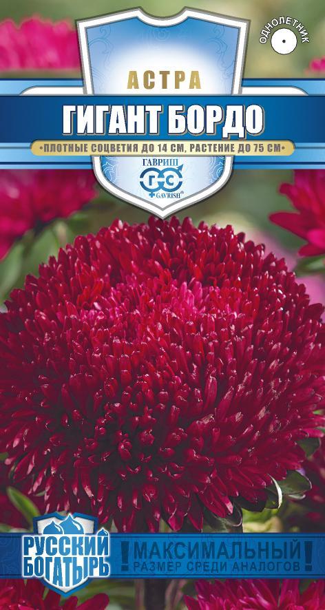 Астра_Гигант бордо (игольчато-коготковая) (Русский богатырь)_0,1_г._Гавриш