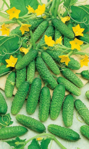 Огурец_Семеновна F1_10_шт._Уральский Дачник