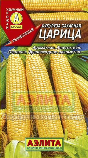 Кукуруза_Царица сах_7_г._Аэлита