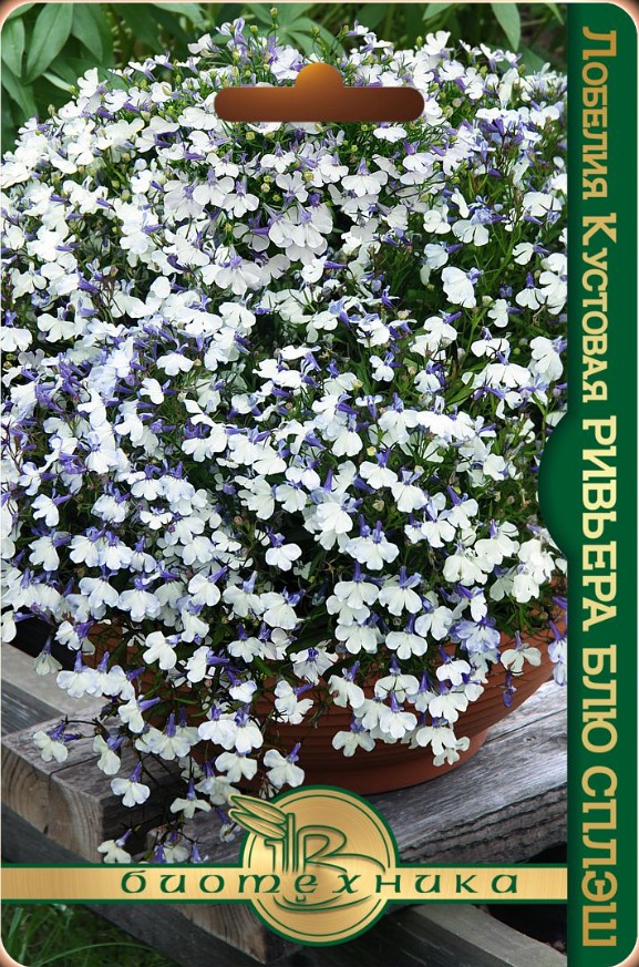 Лобелия_Ривьера Блю Сплаш_10_шт._Акварель