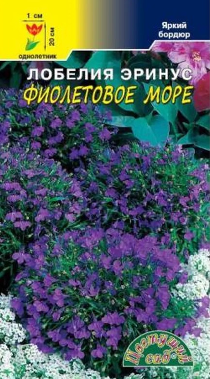 Лобелия_Фиолетовое море_0,03_г._Цветущий Сад
