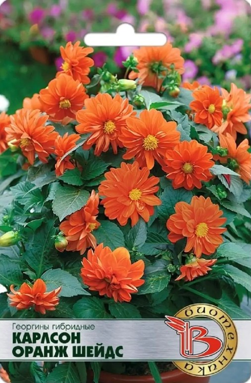 Георгин_Карлсон Оранж Шейдс_10_шт._Биотехника
