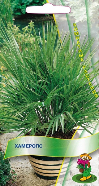 Пальма_Хамеропс_2_шт._Поиск