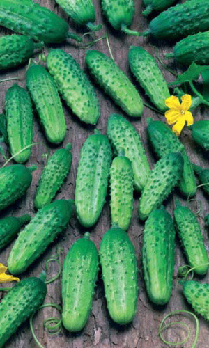 Огурец_Чистые пруды F1 (корнишон)_10_шт._Уральский Дачник