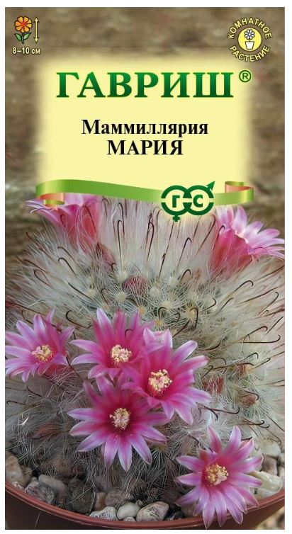 Кактусы_Маммиллярия Мария_2_шт._Гавриш