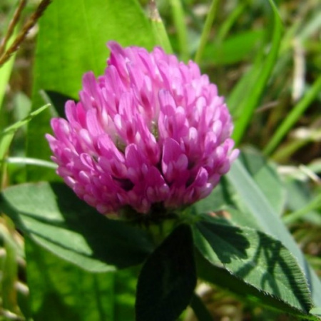 Клевер красный луговой ( вес.) 5кг