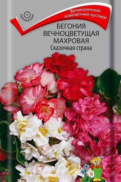 Бегония_Сказочная Страна см (махр вечноцветущая)_10_шт._Поиск