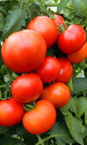 Томат_Алтайский Шедевр_20_шт._Уральский Дачник