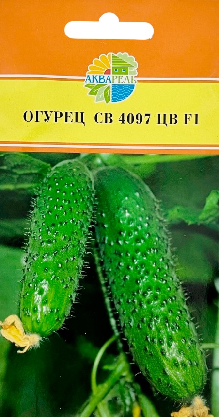 Огурец_СВ 4097 ЦВ F1_8_шт._Акварель