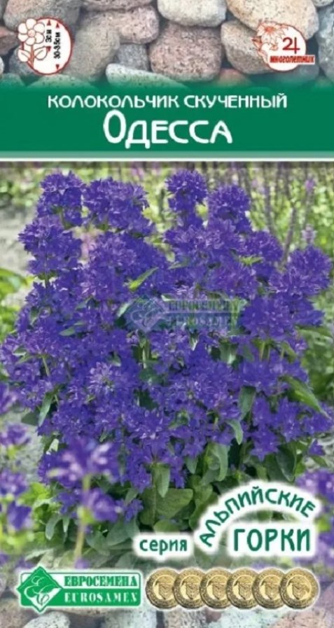 Колокольчик_Одесса (скученный) (Альпийская Горка)_0,04_г._ЕВРОСЕМЕНА