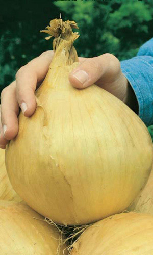 Лук_Эксибайшен дабл Гигант (на репку)_0,2_г._Уральский Дачник