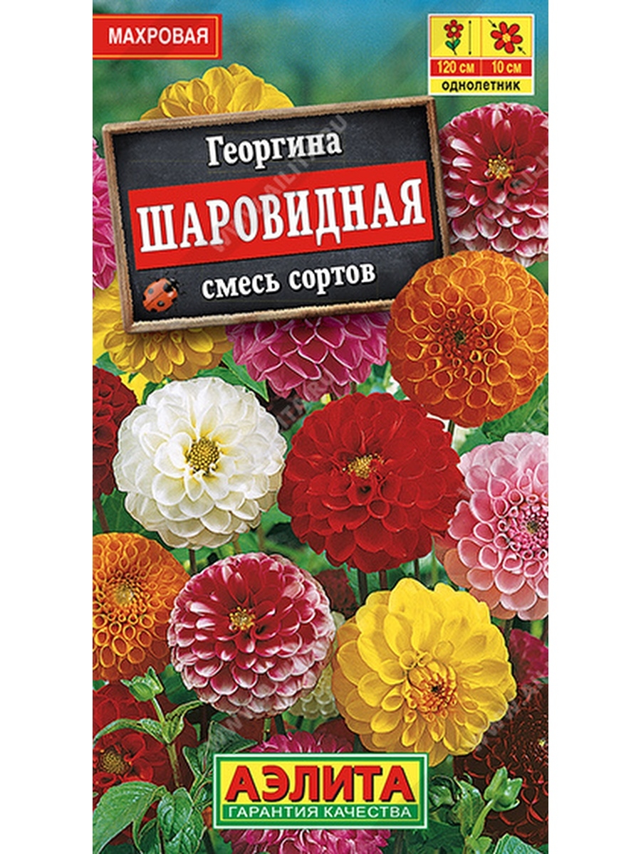 Георгин_Шаровидная см_0,2_г._Аэлита Э