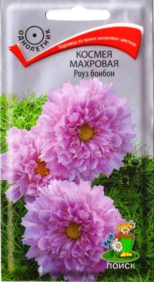 Космея_Роуз бонбон махр_0,1_г._Поиск