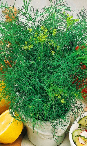 Укроп_Миллионер_2_г._Уральский Дачник