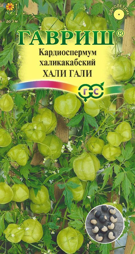 Кардиоспермум_Хали-Гали_1_г._Гавриш