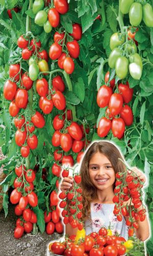 Томат_Чудо Чудное F1_5_шт._Уральский Дачник