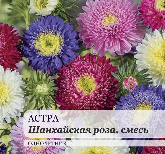 Астра_Шанхайская роза Белая_0,04_шт._Дом Семян С-П