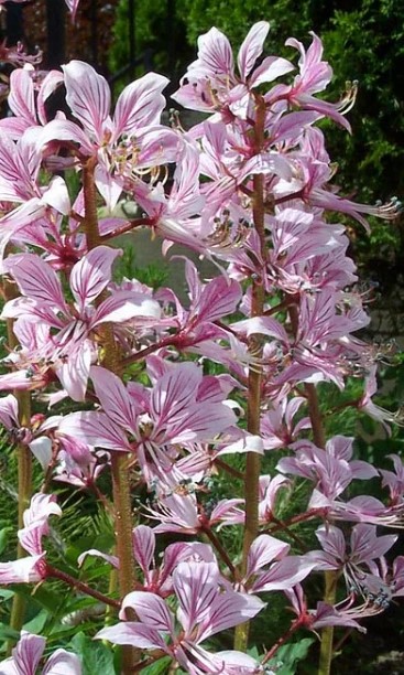 Ясенец (диктамнус)_Неопалимая Купина_0,1_г._Аэлита Э