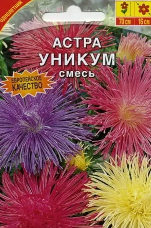 Астра_Уникум см (игольчатая)_0,2_г._Акварель