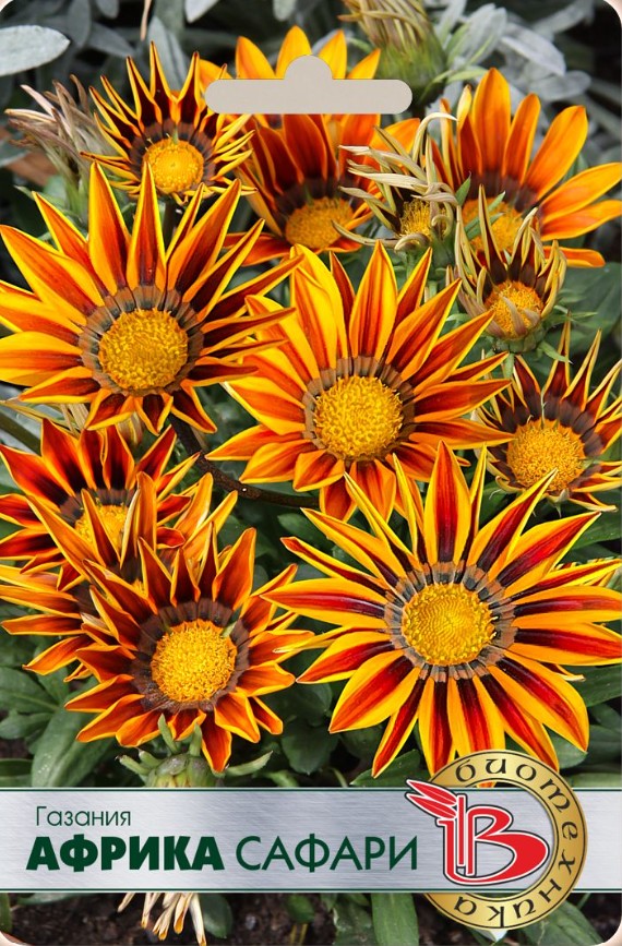 Гацания_Африка Сафари_7_шт._Биотехника