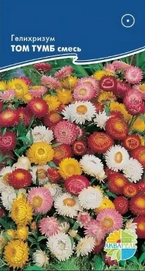 Гелихризум (бессмертник)_Том Тумб_0,1_г._Акварель