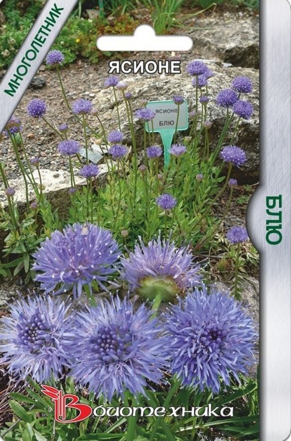 Ясионе_Блю_300_шт._Биотехника