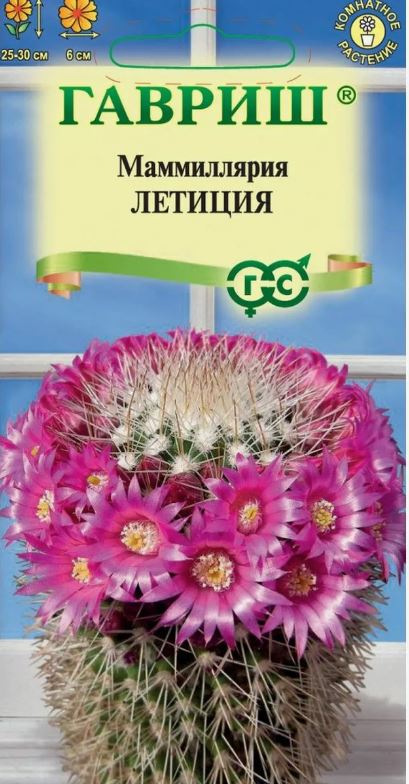Кактусы_Маммиллярия Летиция_2_шт._Гавриш