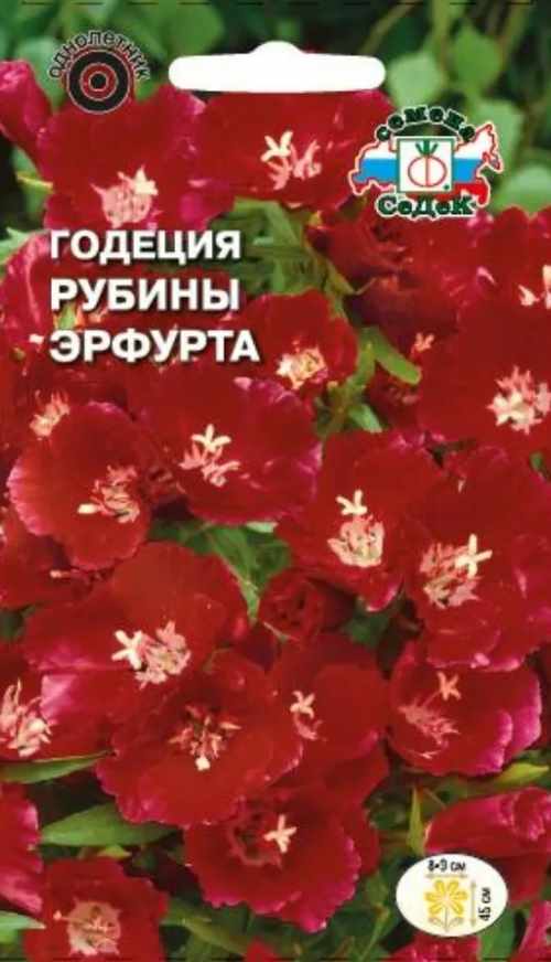 Годеция_Рубины Эрфурта (крупноцветковая, карминно-красная)_0,04_г._Седек