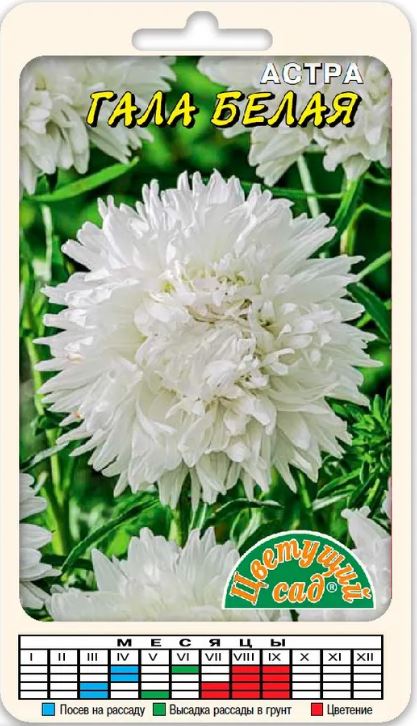 Астра_Гала Белая_0,1_г._Цветущий Сад