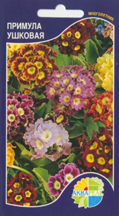 Примула_Ушковая_0,1_г._Акварель