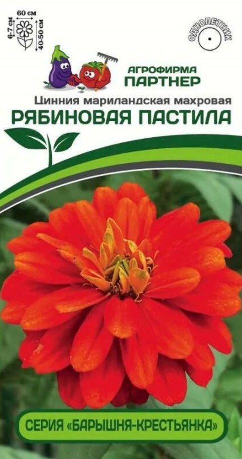 Цинния_Рябиновая Пастила (Барышня-Крестьянка)_5_шт._Партнер