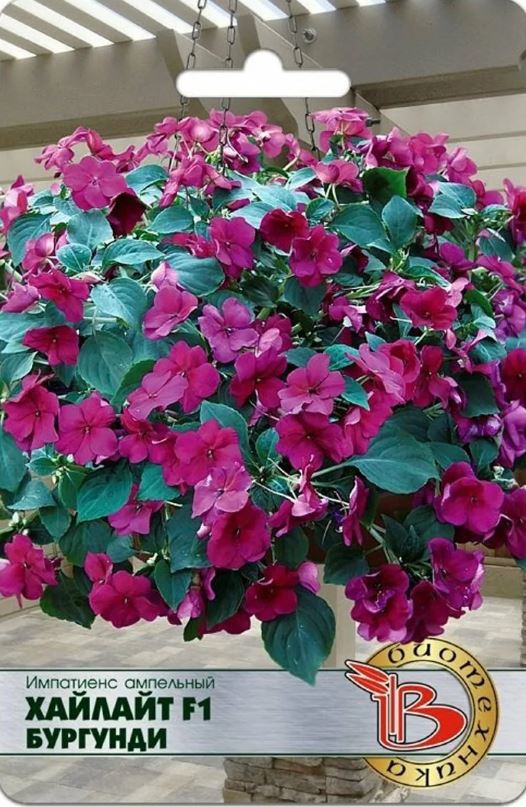 Бальзамин_Хайлайт Бургунди F1 (амп)_0,04_шт._Биотехника