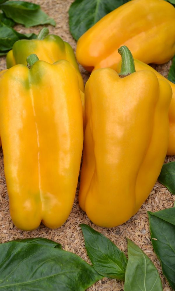 Перец_Уральский Толстостенный Золотой F1_20_шт._Уральский Дачник